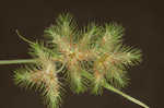 Hairy umbrella sedge